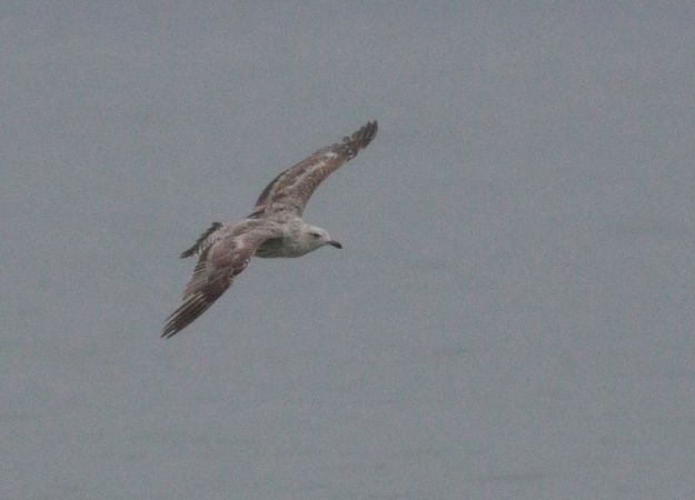 Larus fuscus graellsii / intermedius  - Michał Polakowski