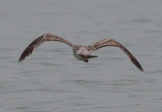 mewa żółtonoga (ssp. graellsii / intermedius)  - Michał Polakowski