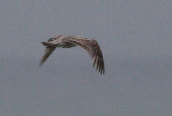 Larus fuscus graellsii / intermedius  - Michał Polakowski