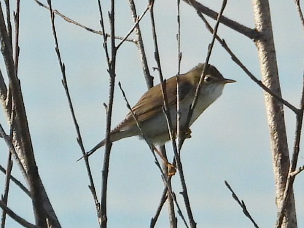 Marsh Warbler  - Andrzej Tarasiuk