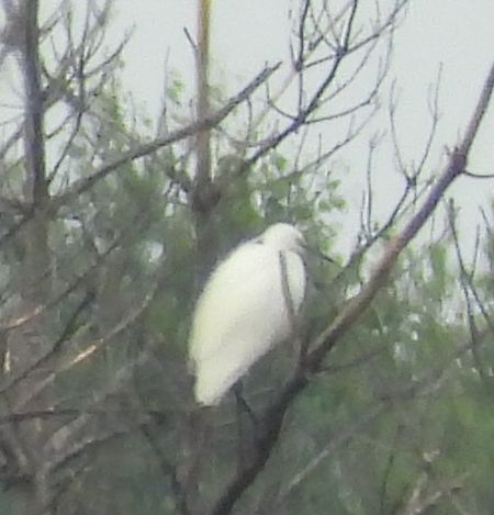 Aigrette garzette  - Remigiusz Chlewicki