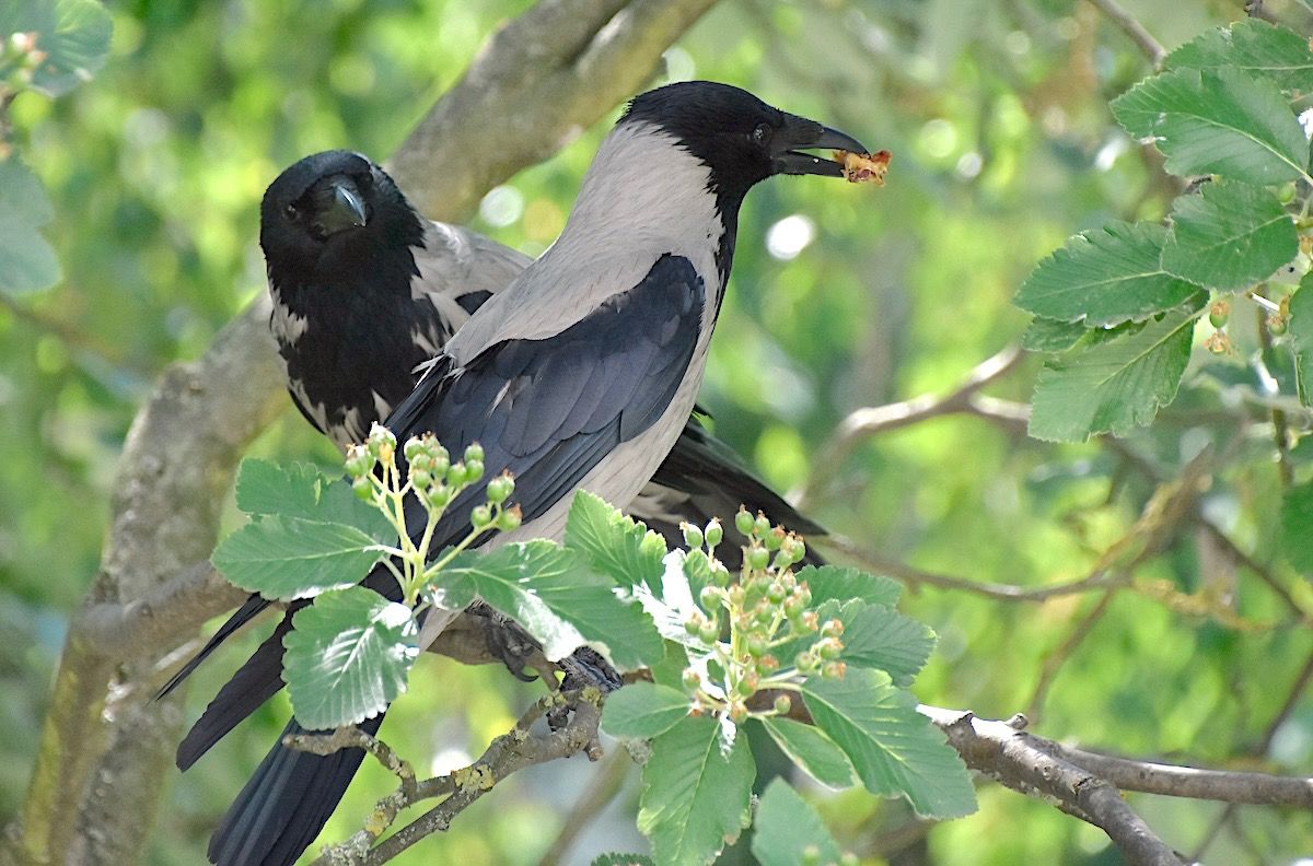 wrona (siwa, ssp. cornix)  - Hanna Żelichowska