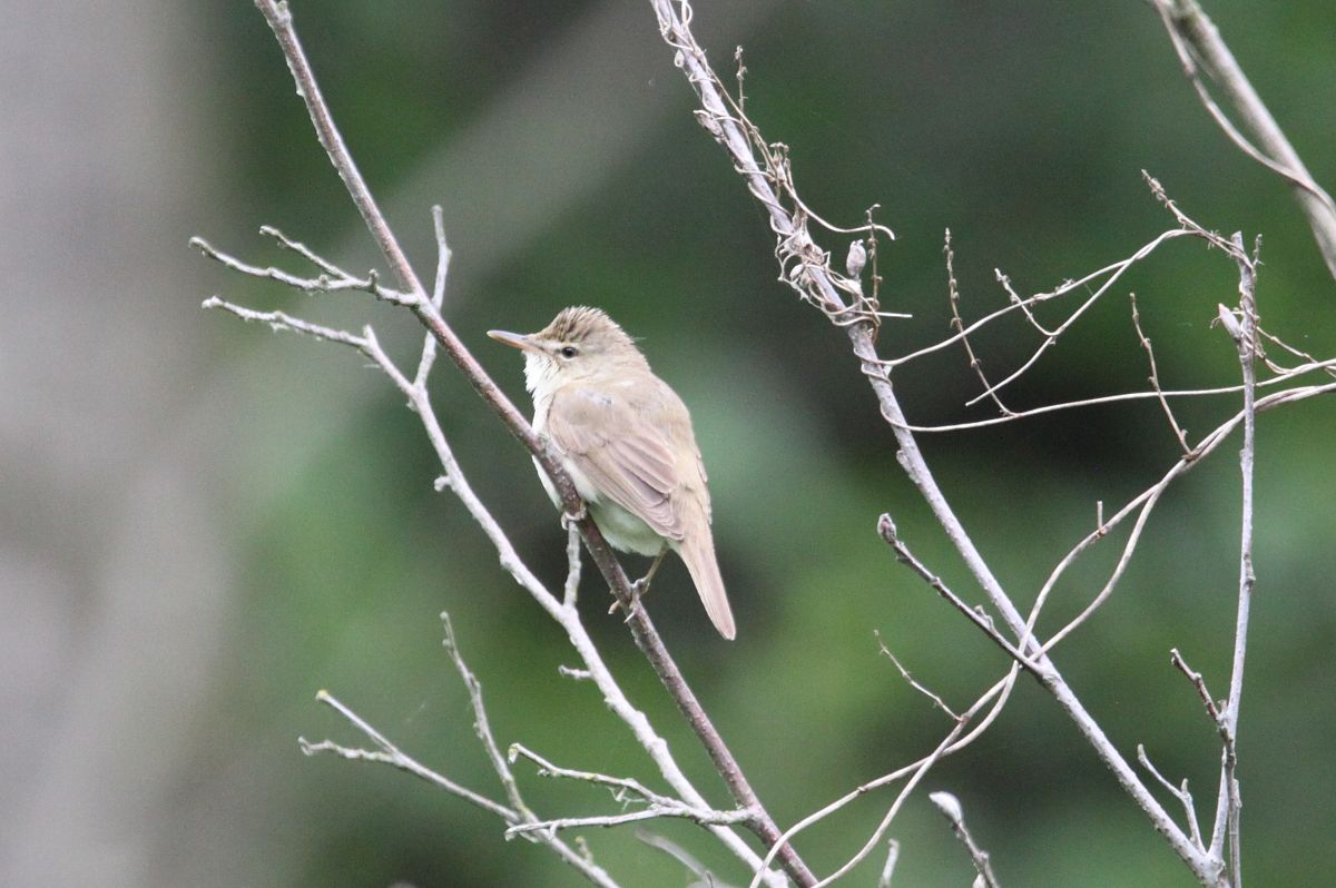 Blyth's Reed Warbler  - Szymon Olszewski