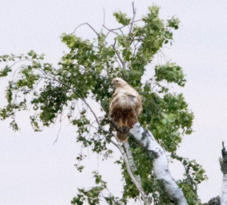 Long-legged Buzzard  - Krzysztof Mieszała