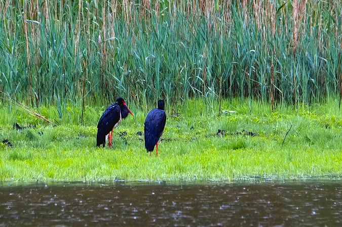 Cigogne noire 