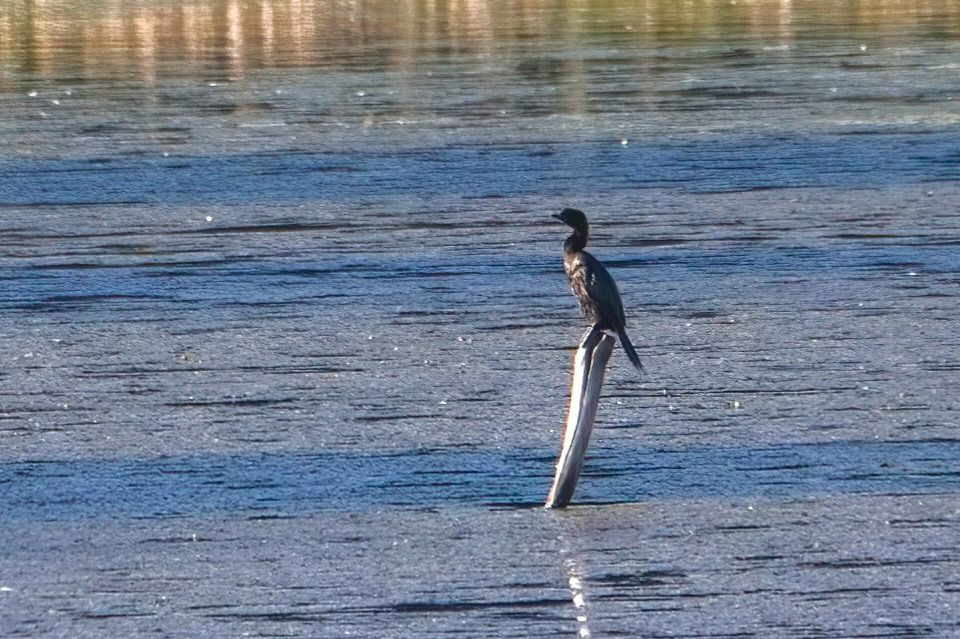 kormoran mały 