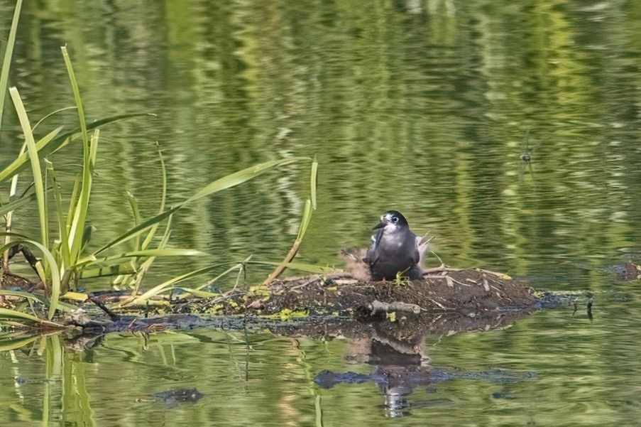 Trauerseeschwalbe 
