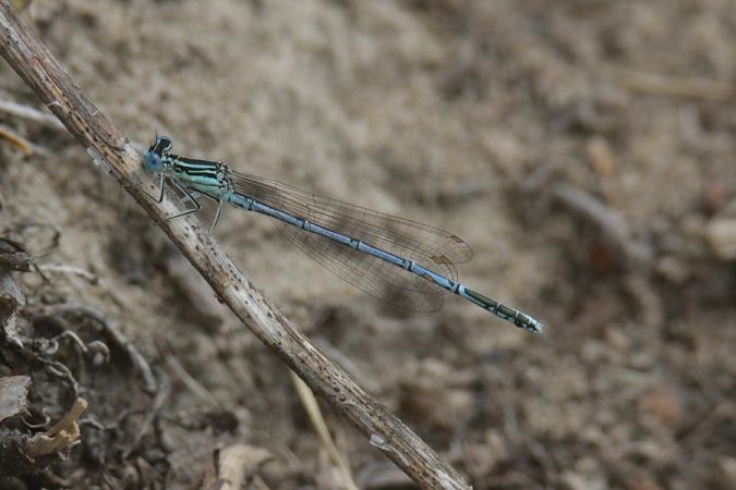 Blaue Federlibelle  - Mariusz Zub