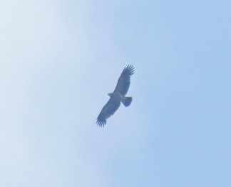 Kaiseradler  - Monika Żochowska