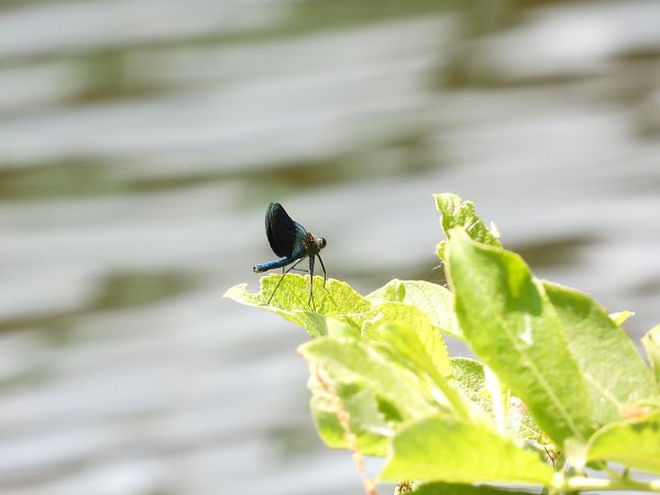 Gebänderte Prachtlibelle 
