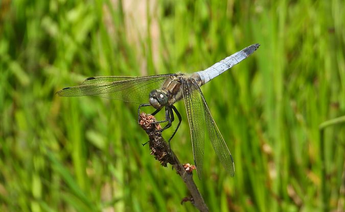 lecicha pospolita 