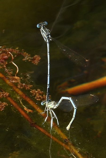 Pennipatte bleuâtre 