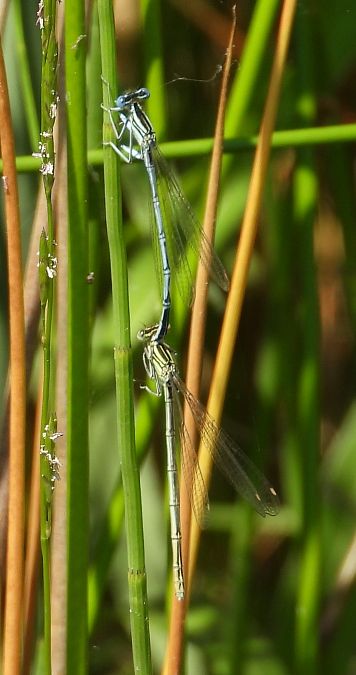 Blaue Federlibelle 