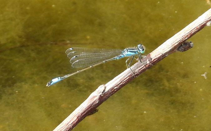 Große Pechlibelle 