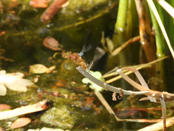 Große Pechlibelle 