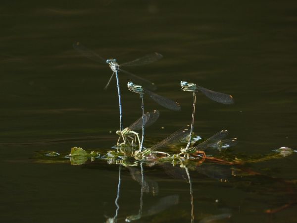 Blaue Federlibelle 
