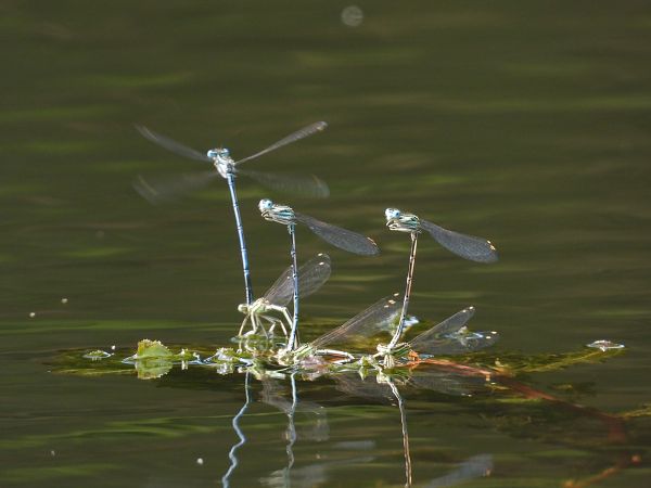 Pennipatte bleuâtre 
