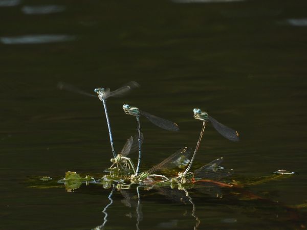 Pennipatte bleuâtre 