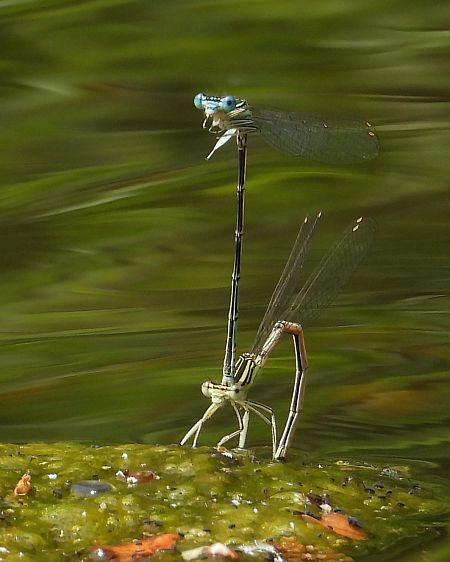 Pennipatte bleuâtre 
