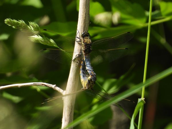 lecicha pospolita 