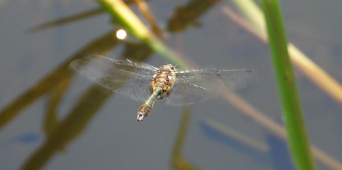 Falkenlibelle 