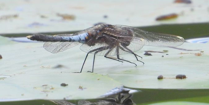 Zierliche Moosjungfer 