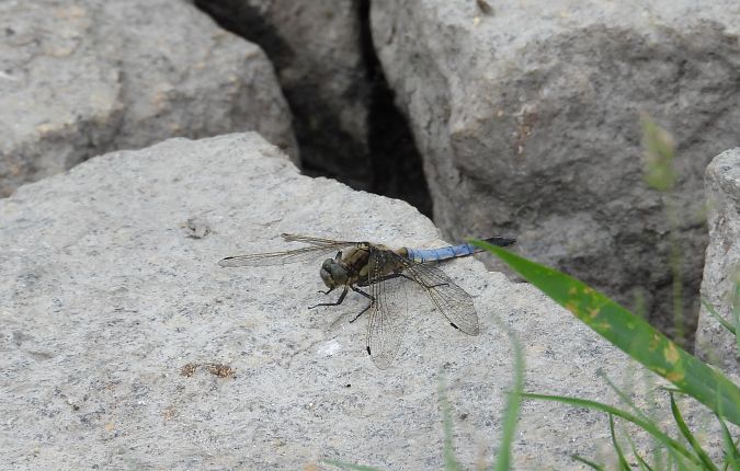 Großer Blaupfeil 