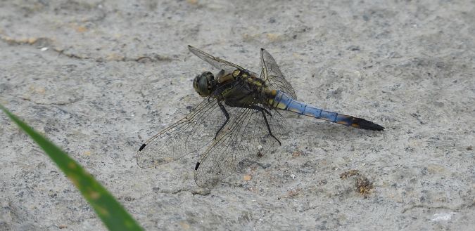lecicha pospolita 