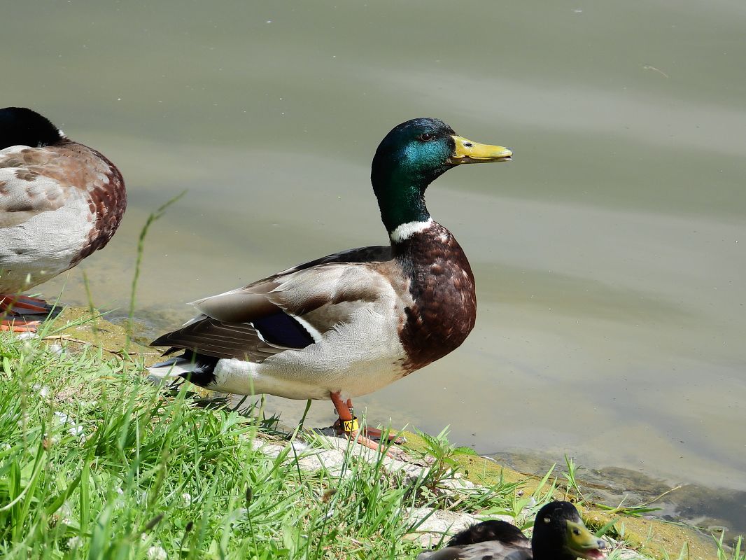Canard colvert 