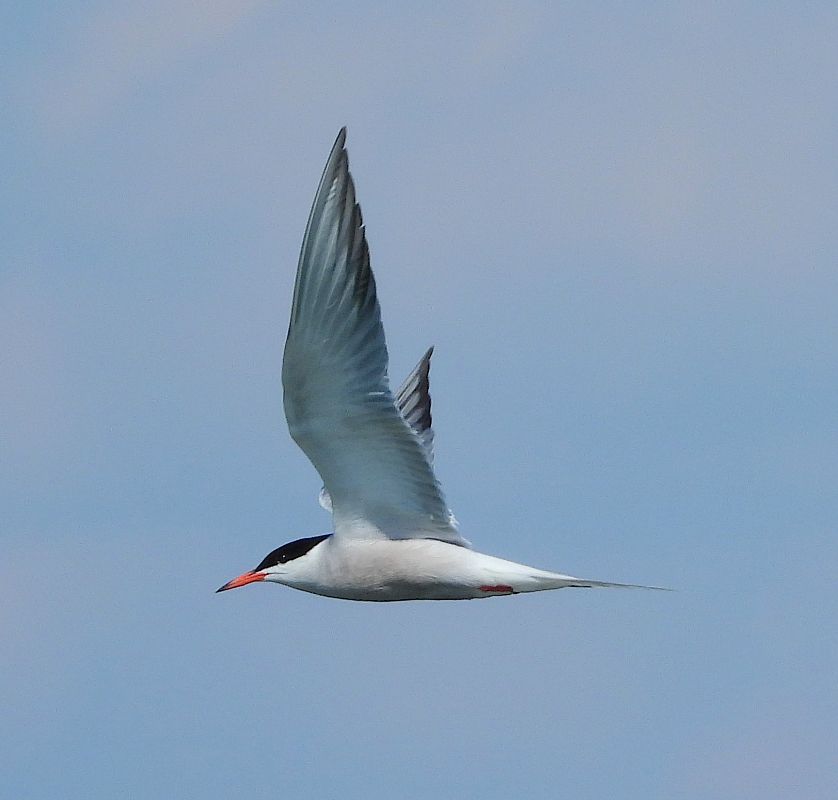 Common Tern 