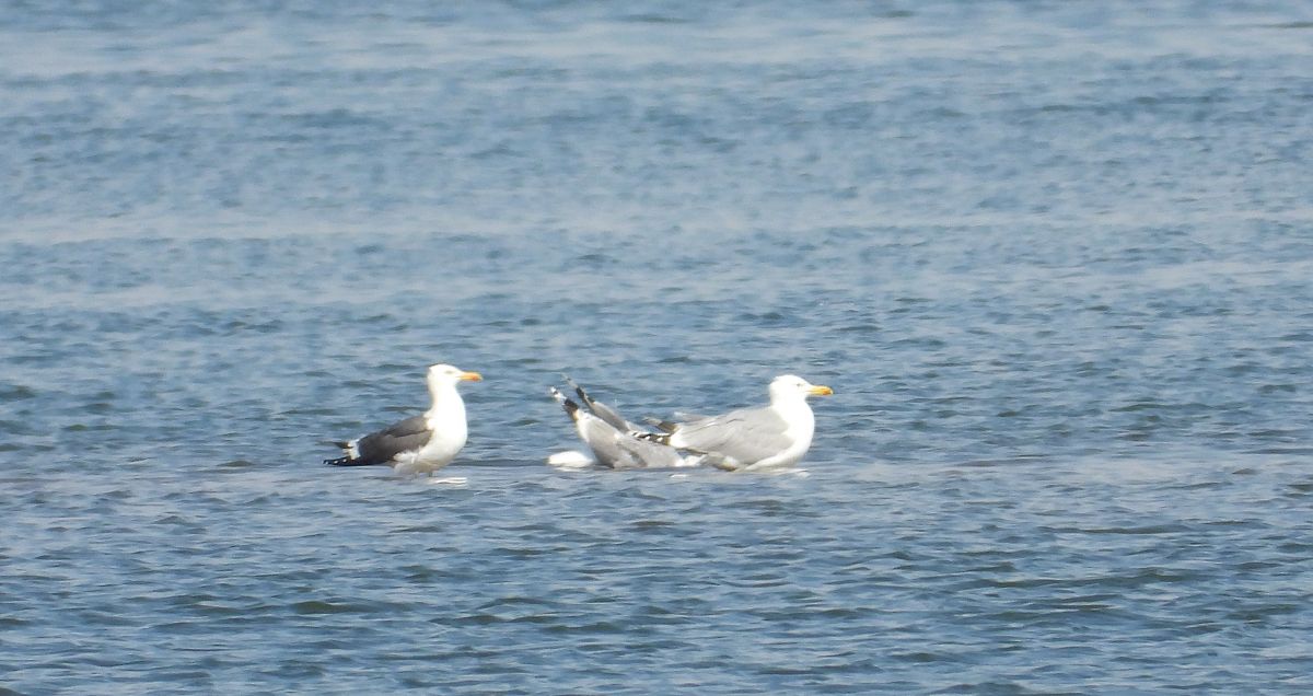 Heringsmöwe (ssp. graellsii / intermedius) 