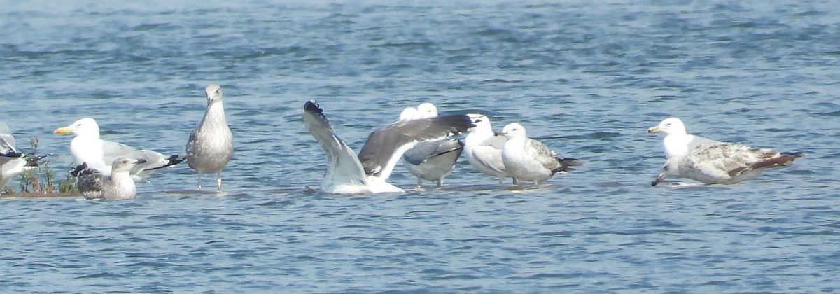 Heringsmöwe (ssp. graellsii / intermedius) 