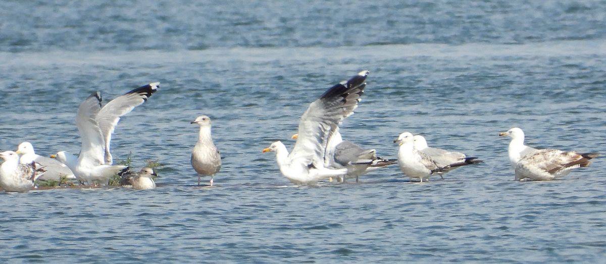 Heringsmöwe (ssp. graellsii / intermedius) 