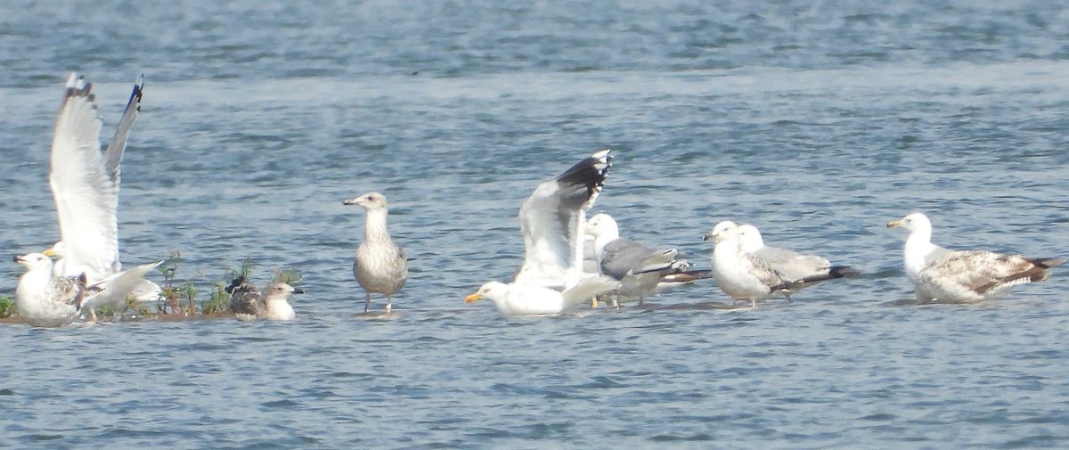 Heringsmöwe (ssp. graellsii / intermedius) 
