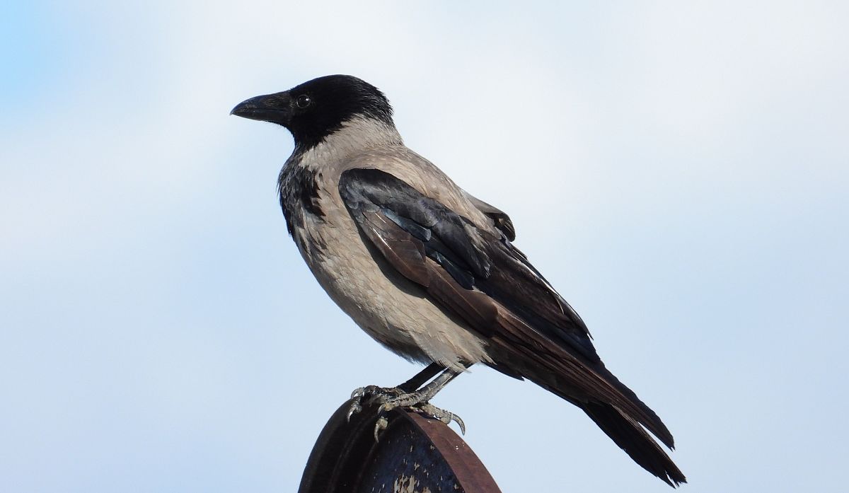 wrona (siwa, ssp. cornix) 