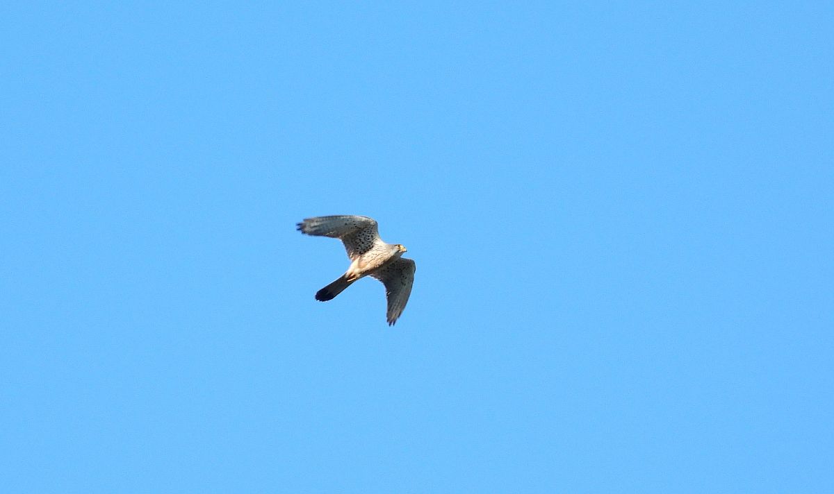 Turmfalke 