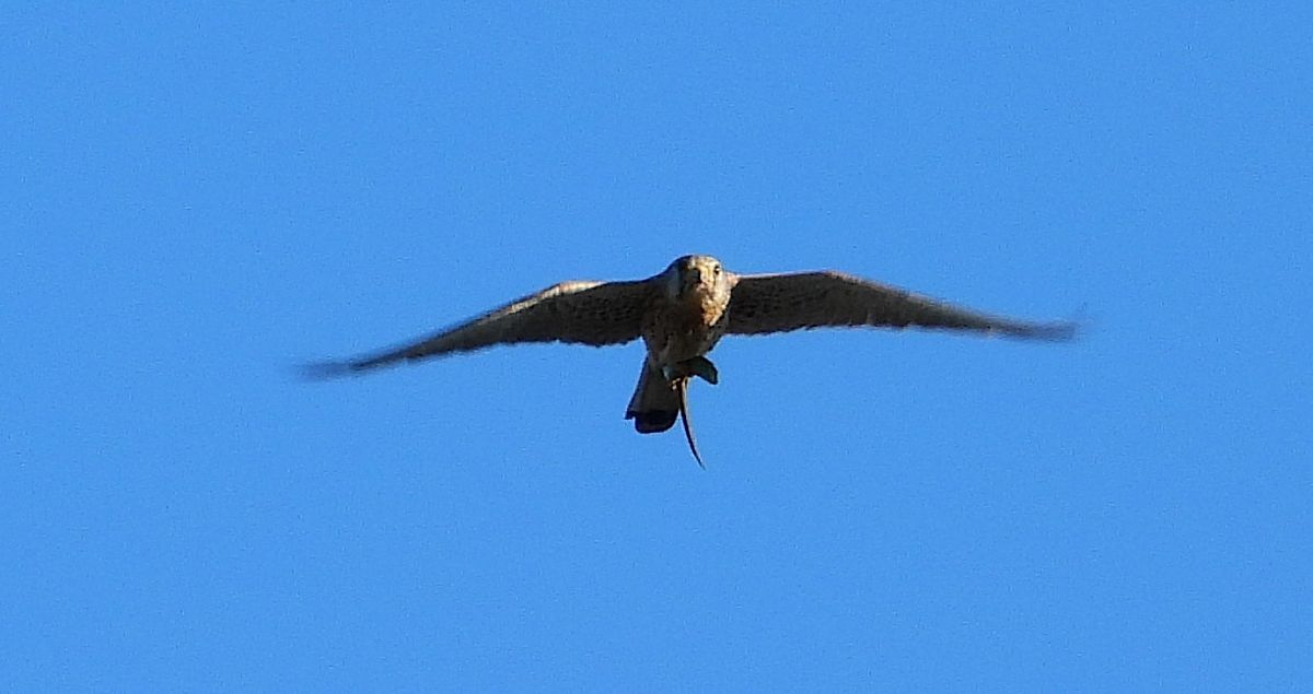 Faucon crécerelle 