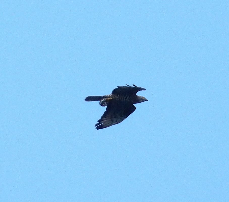 Wespenbussard 