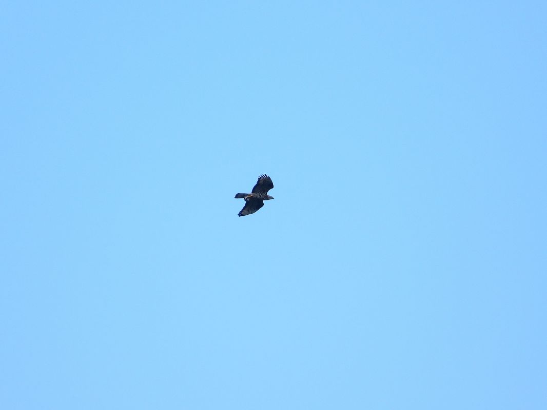 Wespenbussard 
