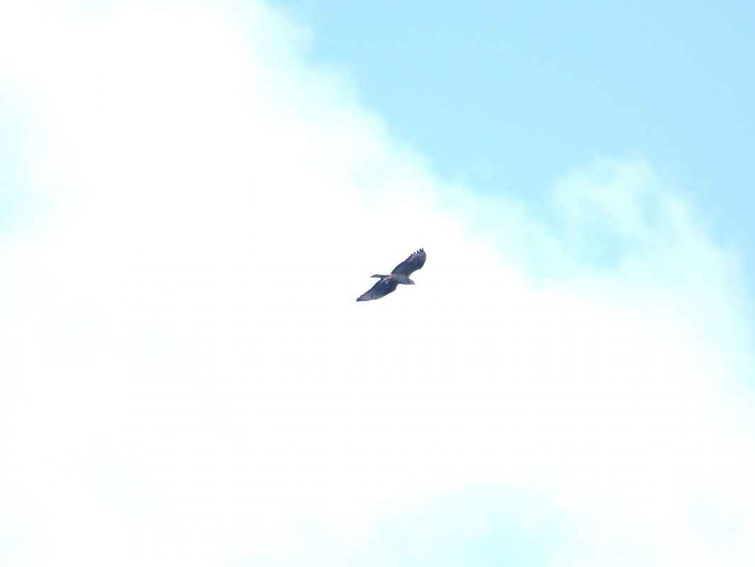 Wespenbussard 