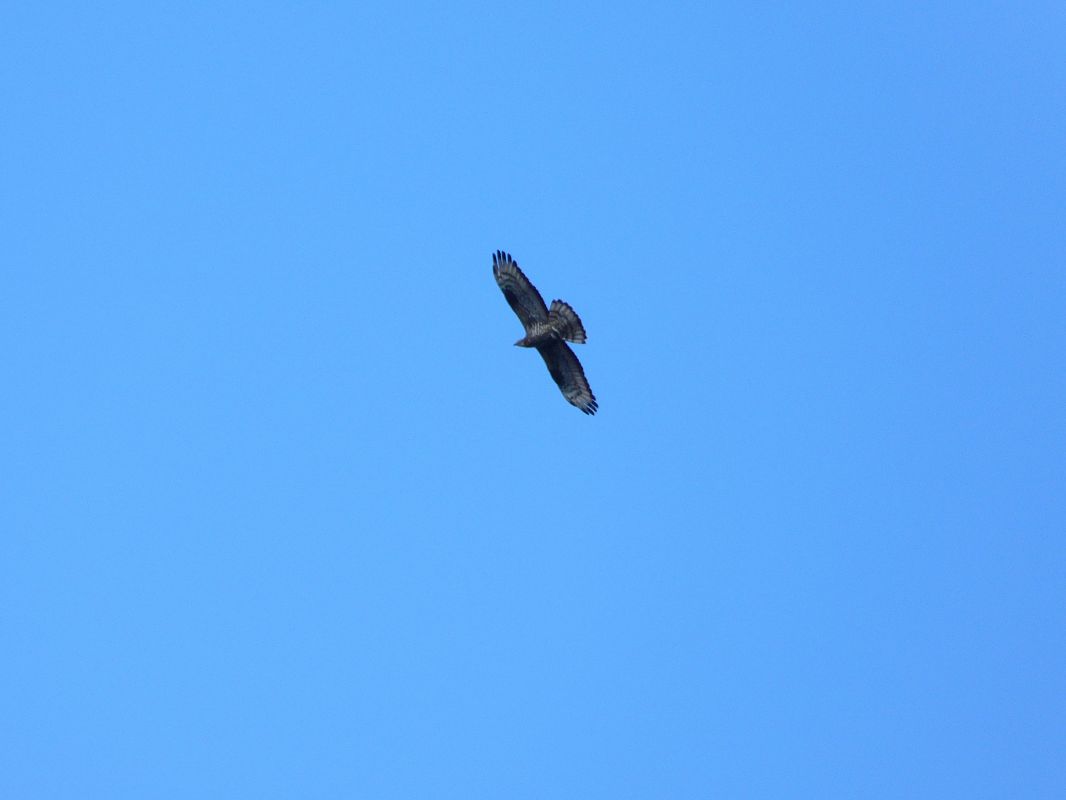 Wespenbussard 