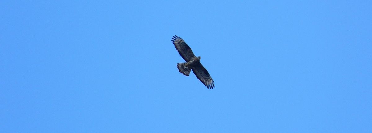 Wespenbussard 