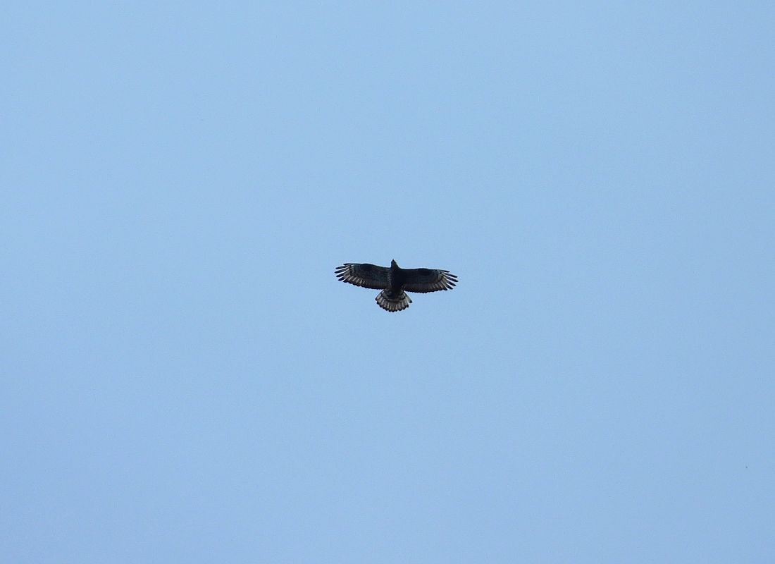 Wespenbussard 