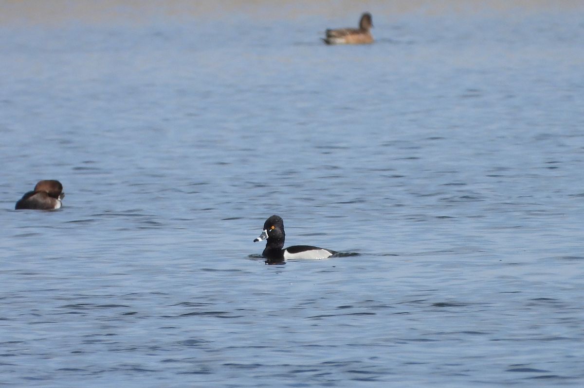 Ring-necked Duck  - Łukasz Krawczyk