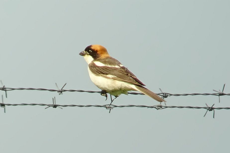 Woodchat Shrike  - Tomasz Kosut