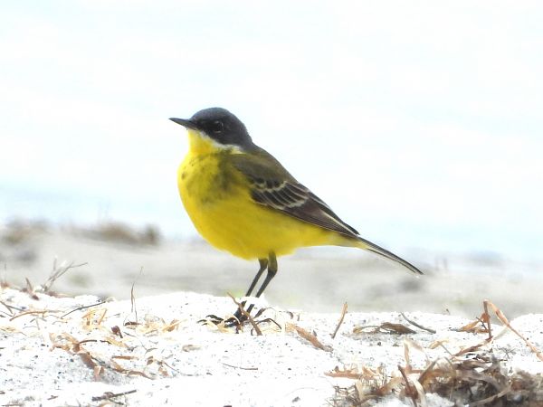 Schafstelze (ssp. thunbergi) 