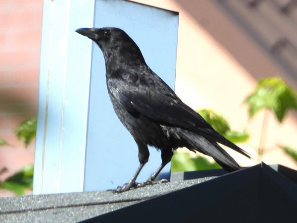 wrona (czarnowron, ssp. corone) 