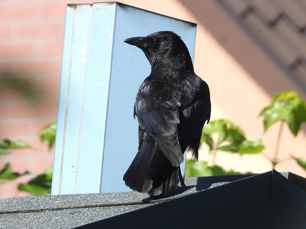 wrona (czarnowron, ssp. corone) 