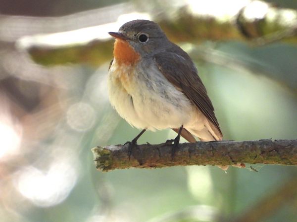 Zwergschnäpper 