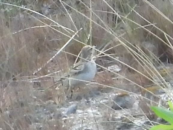 Greater Short-toed Lark 